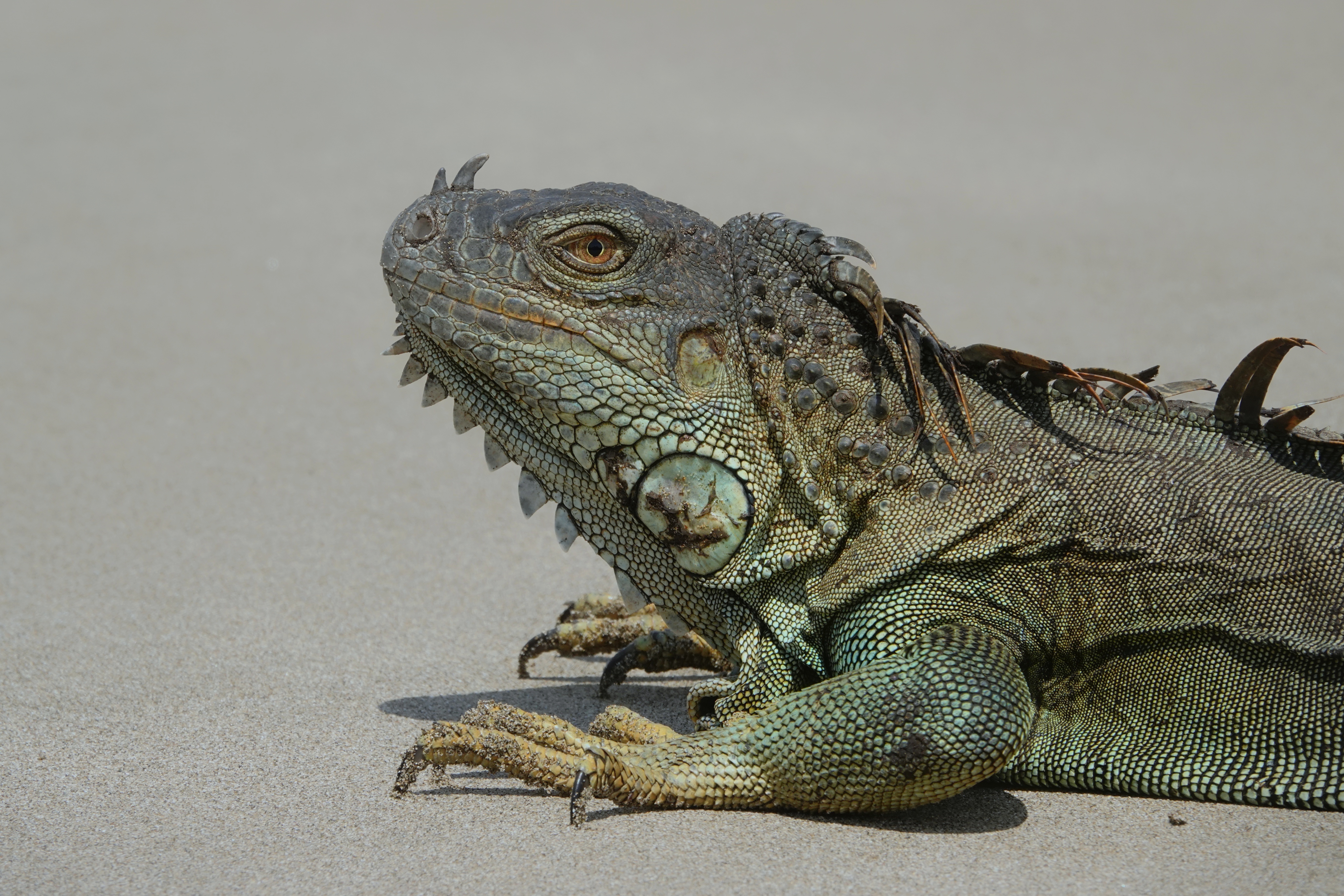Iguane vert au Costa Rica